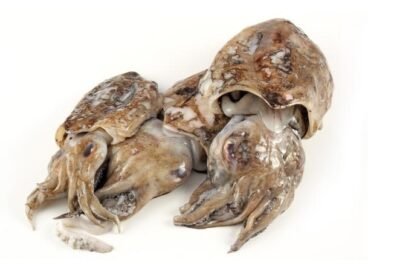 Frozen cuttlefish supplier Mauritania Senegal OceanF34