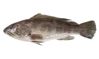 White grouper supplier Mauritania Senegal OceanF34