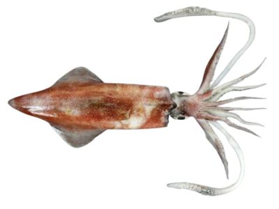 Frozen squid supplier Mauritania Senegal OceanF34