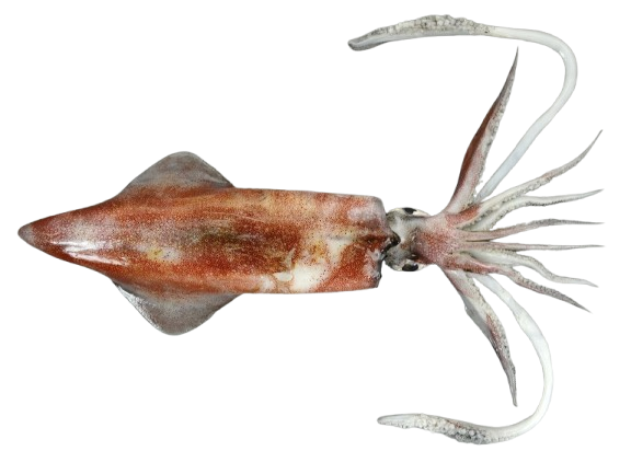 Frozen squid supplier Mauritania Senegal OceanF34