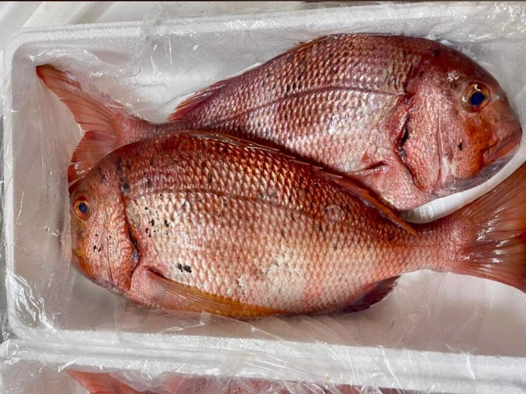 Redbanded seabream fish Atlantic Ocean Mauritania
