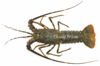 Alt: Frozen green spiny lobster supplier Mauritania Senegal OceanF34