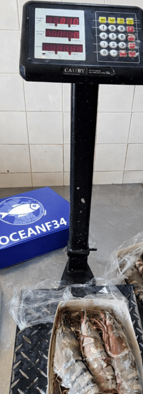 Giant tiger prawn Atlantic seafood export Mauritania Senegal