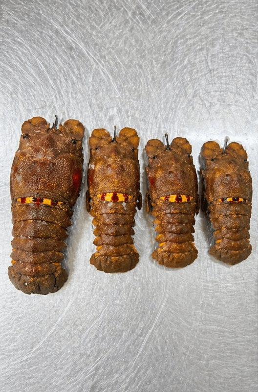 Slipper lobster Atlantic Ocean Mauritania Senegal