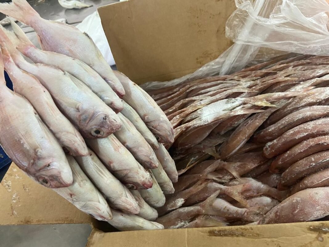 Red porgy fish Atlantic Ocean Mauritania