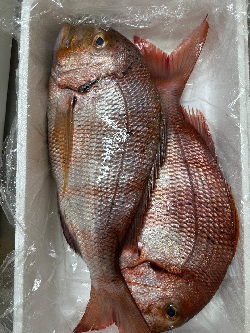Premium Seabream export quality Premium redbanded seabream supplier OceanF34