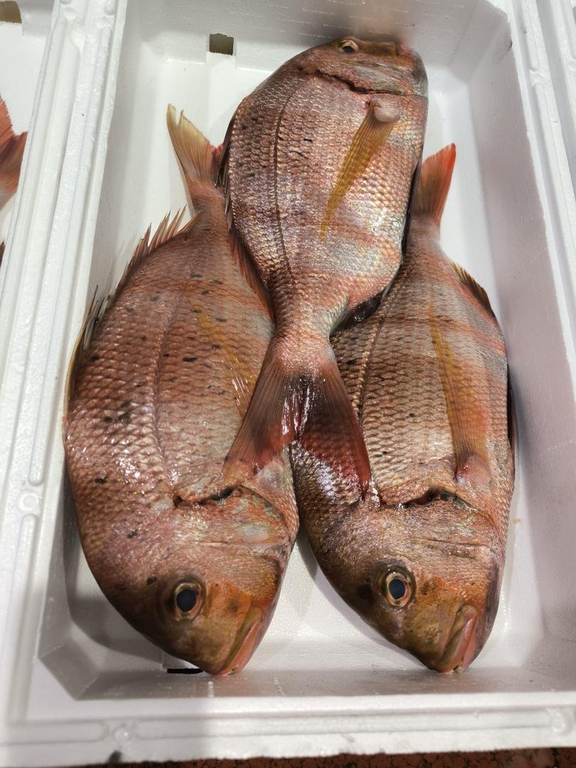 Frozen Seabream whole fish export Whole frozen redbanded seabream export Mauritania Senegal
