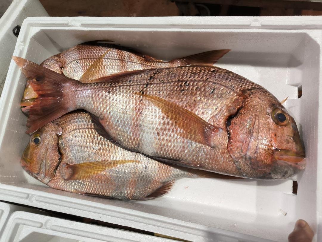 Atlantic Redbanded Seabream fish Redbanded seabream fish Atlantic Ocean Mauritania