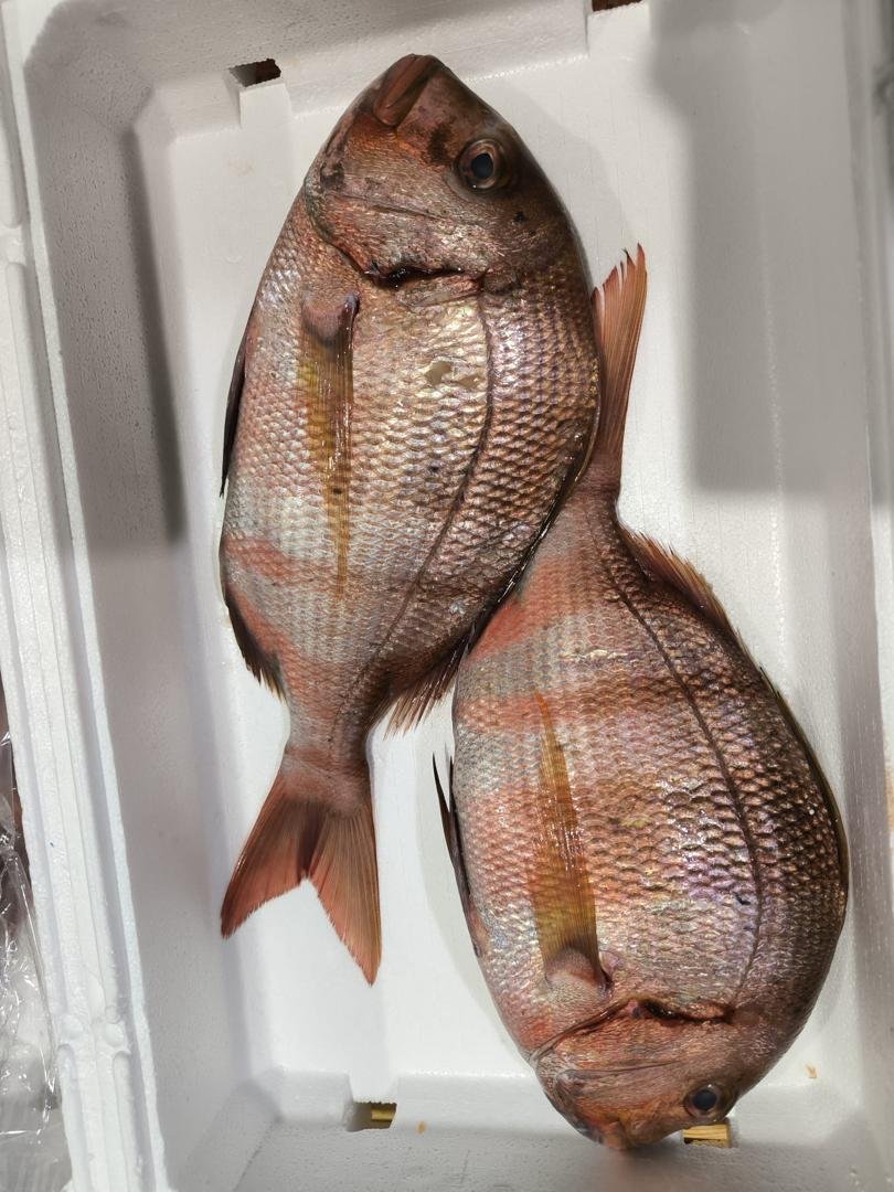Premium Seabream export quality Premium redbanded seabream supplier OceanF34