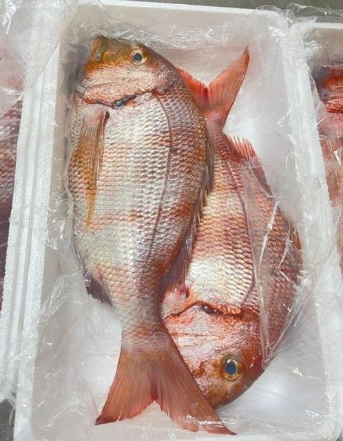 Frozen Seabream whole fish export Whole frozen redbanded seabream export Mauritania Senegal