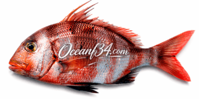 Frozen redbanded seabream supplier Mauritania Senegal OceanF34