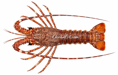 Frozen pink spiny lobster supplier Mauritania Senegal OceanF34