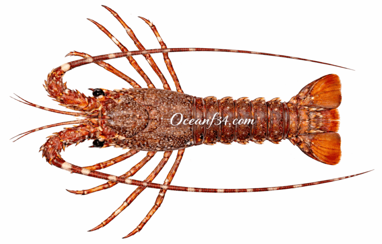 Frozen pink spiny lobster supplier Mauritania Senegal OceanF34