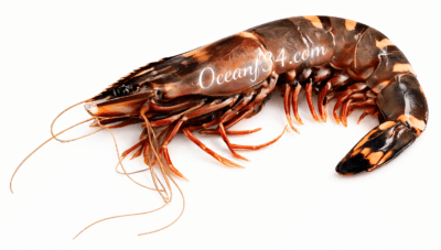 Frozen giant tiger prawn supplier Mauritania Senegal OceanF34