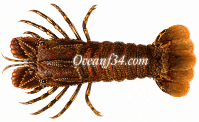 Frozen slipper lobster supplier Mauritania Senegal OceanF34