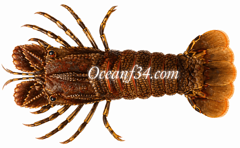 Frozen slipper lobster supplier Mauritania Senegal OceanF34