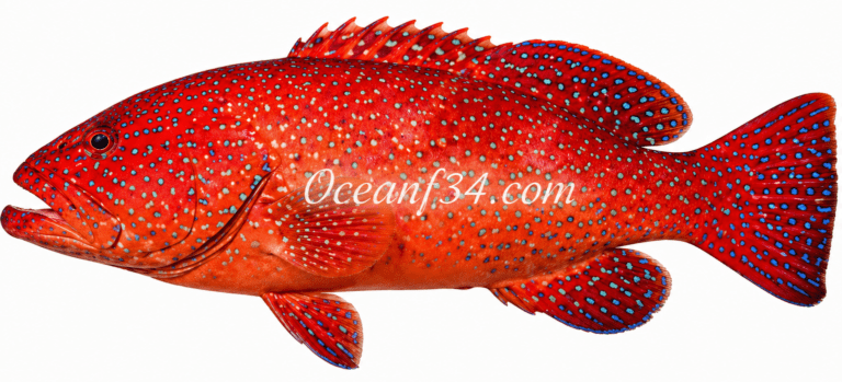 Frozen bluespotted seabass supplier Mauritania Senegal OceanF34