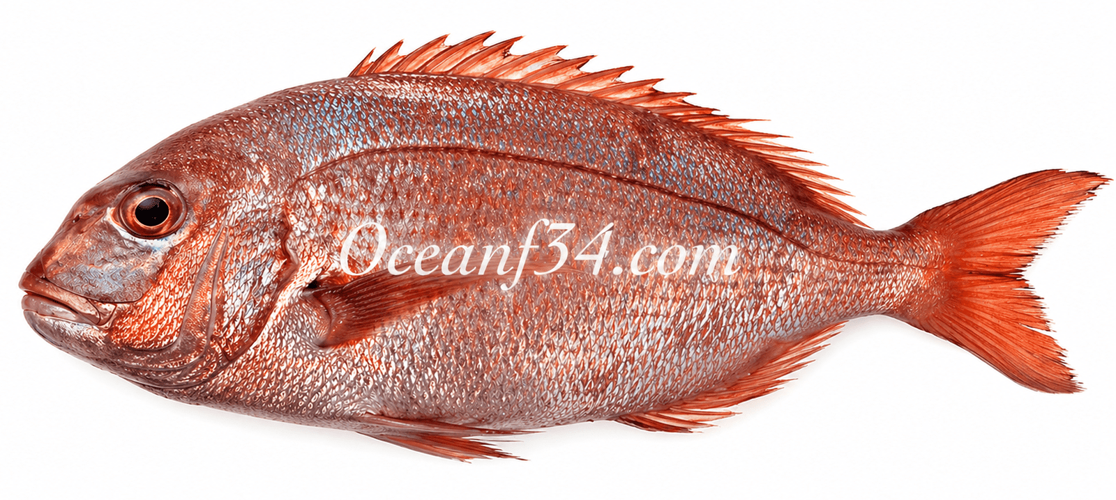 Frozen Red Porgy Mauritania Frozen red porgy supplier Mauritania Senegal OceanF34