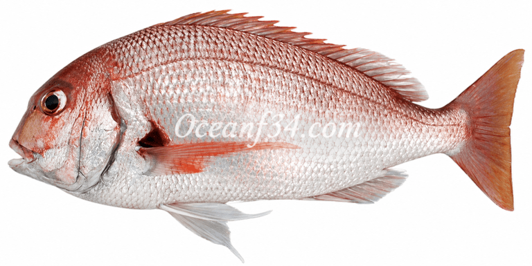 Frozen red porgy supplier Mauritania Senegal OceanF34