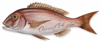 Frozen Common Dentex supplier Mauritania Senegal OceanF34