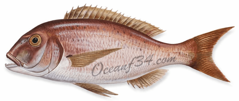 Frozen Common Dentex supplier Mauritania Senegal OceanF34