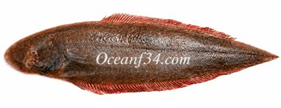 Frozen Senegalese tonguesole supplier Mauritania Senegal OceanF34