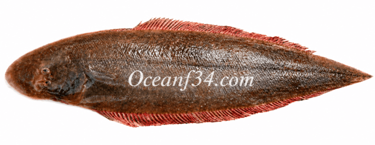 Frozen Senegalese tonguesole supplier Mauritania Senegal OceanF34