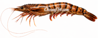 Frozen giant tiger prawn supplier Mauritania Senegal OceanF34