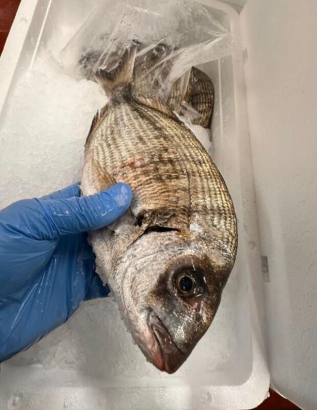 White seabream fish Atlantic Ocean Mauritania