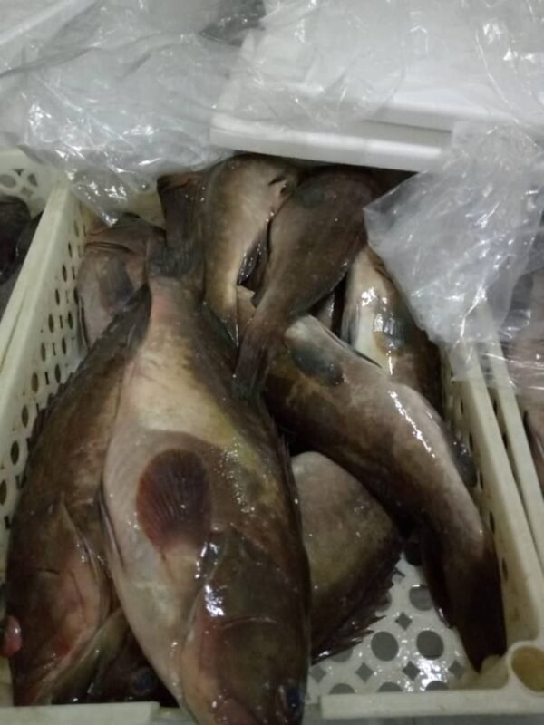 Goldblotch grouper fish Atlantic Ocean Mauritania