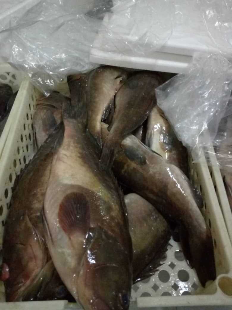 Atlantic Goldblotch Grouper fish Goldblotch grouper fish Atlantic Ocean Mauritania