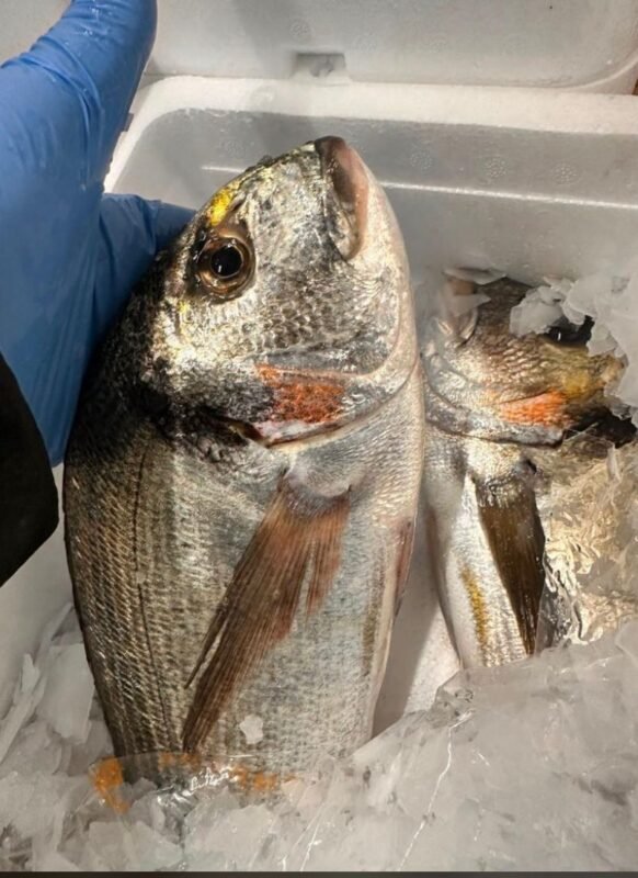 Gilthead bream fish Atlantic Ocean Mauritania