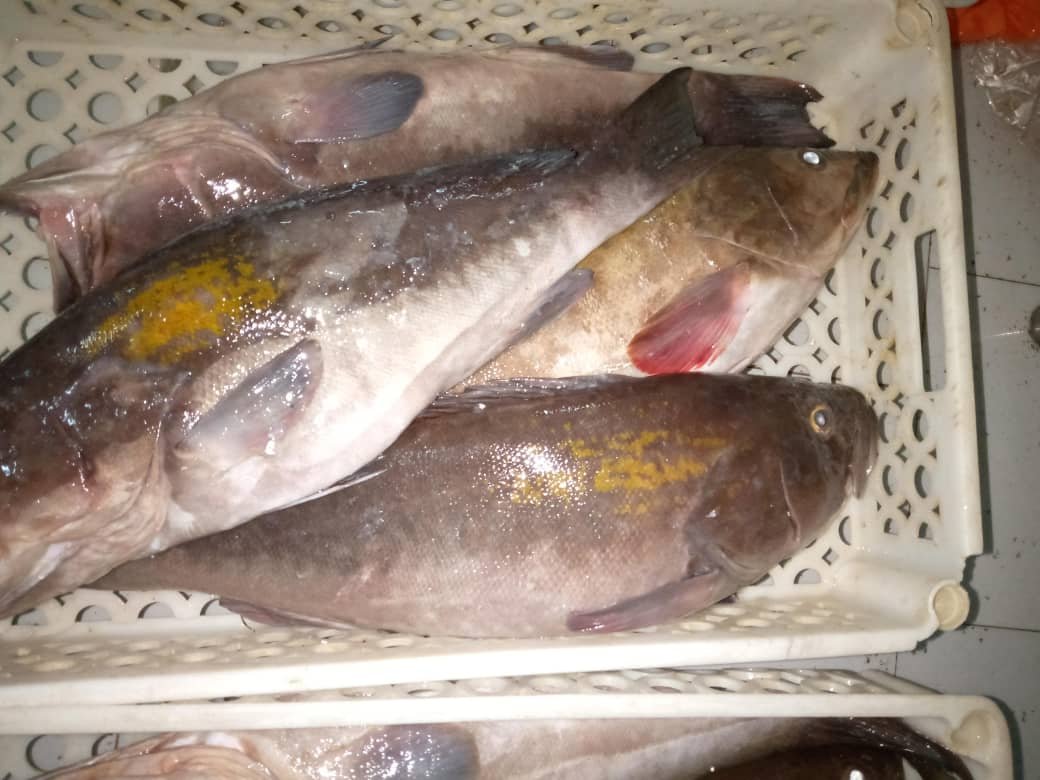 Premium Grouper export quality Premium goldblotch grouper supplier OceanF34