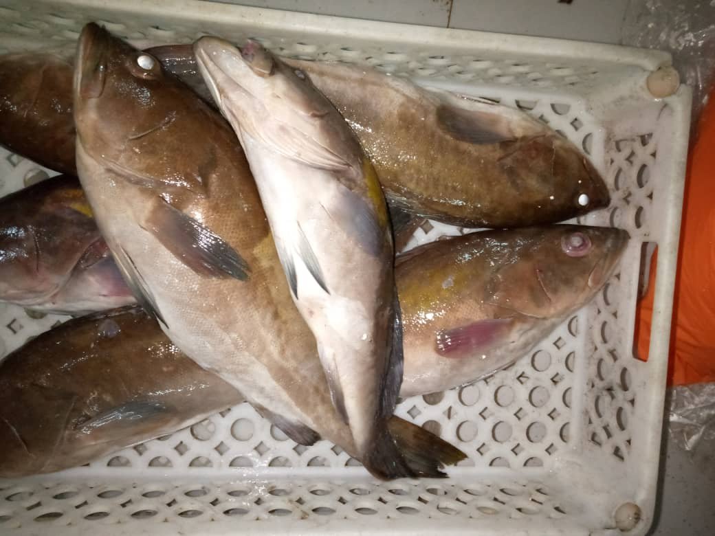 Frozen grouper whole fish export Whole frozen goldblotch grouper export Mauritania Senegal