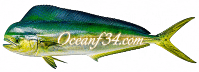 Frozen common dolphinfish supplier Mauritania Senegal OceanF34