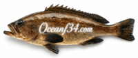 Frozen goldblotch grouper supplier Mauritania Senegal OceanF34