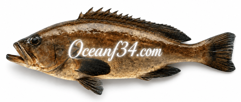 Frozen goldblotch grouper supplier Mauritania Senegal OceanF34