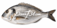 Frozen gilthead bream supplier Mauritania Senegal OceanF34