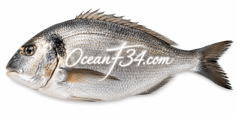 Frozen gilthead bream supplier Mauritania Senegal OceanF34