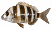 Frozen zebra seabream supplier Mauritania Senegal OceanF34