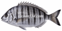 Frozen sharpsnout seabream supplier Mauritania Senegal OceanF34