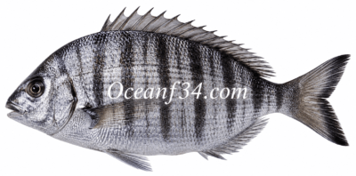 Frozen sharpsnout seabream supplier Mauritania Senegal OceanF34