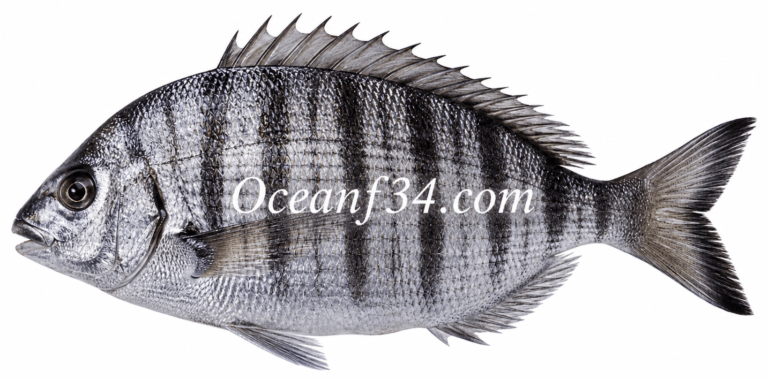 Frozen sharpsnout seabream supplier Mauritania Senegal OceanF34