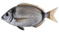 Frozen common two-banded seabream supplier Mauritania Senegal OceanF34