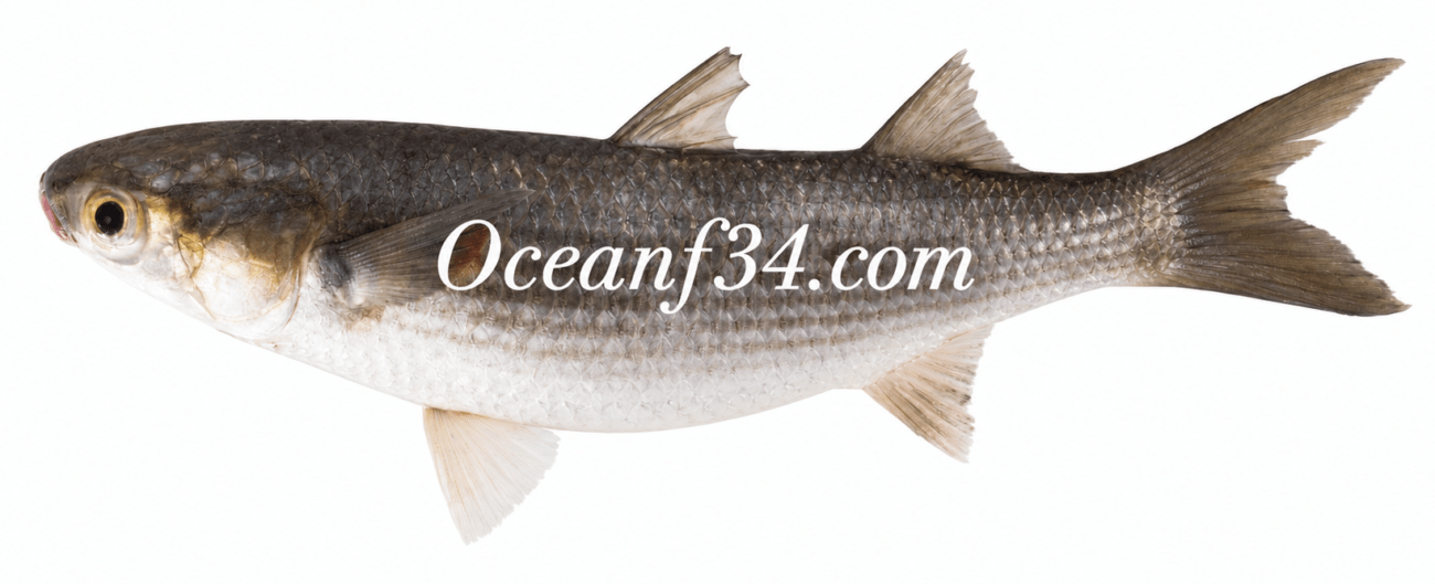 Frozen flathead grey mullet supplier Mauritania Senegal OceanF34