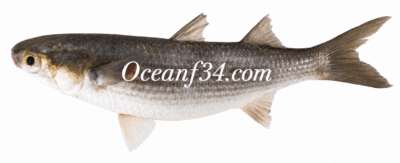 Frozen flathead grey mullet supplier Mauritania Senegal OceanF34