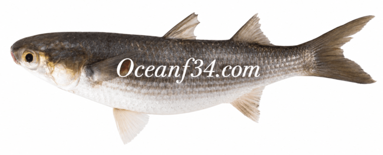 Frozen flathead grey mullet supplier Mauritania Senegal OceanF34