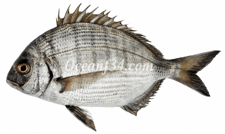 Frozen white seabream supplier Mauritania Senegal OceanF34